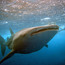 Minithumb_mv_uw_vilu-reef_whale-shark_www